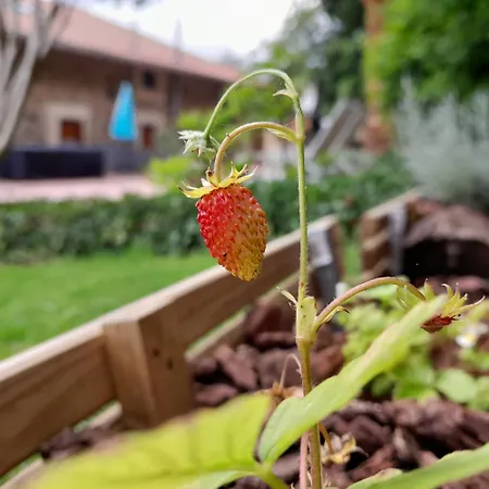 Landhaus Urrezko Ametsa Sopuerta