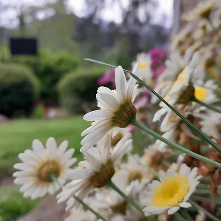 Urrezko Ametsa Sopuerta