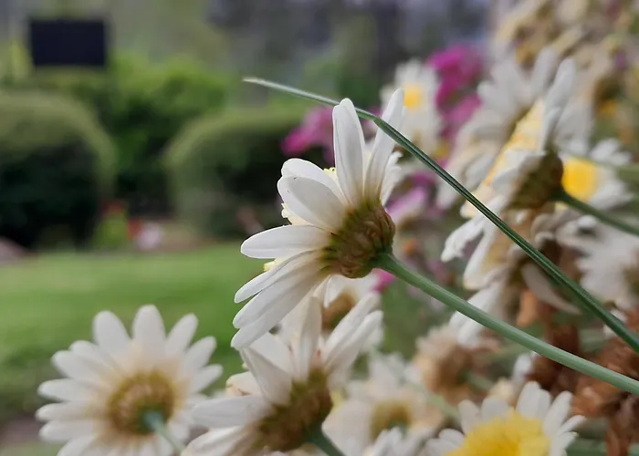 Urrezko Ametsa Sopuerta